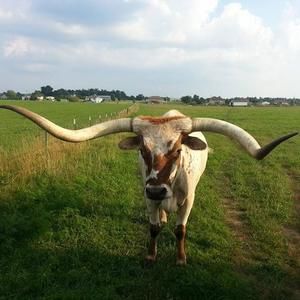 Meet your Posher, Ganetta